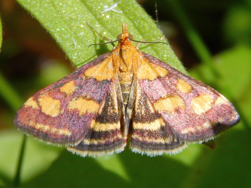 Pyrausta aurata o purpuralis?